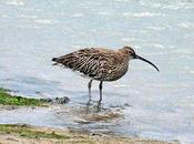 Zarapito real-numenius arquata-eurasian curlew