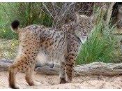 Doñana contará cuatro pasos para reducir atropellos linces