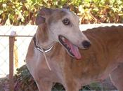 Gaia sigue buscando hogar