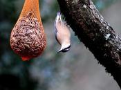 Aves bosque-forest birds