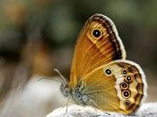 Nymphalidae Aragón Lepidópteros Mariposas