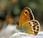 Nymphalidae Aragón Lepidópteros Mariposas