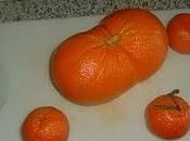 mandarina gigante