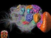 cerebro insectos