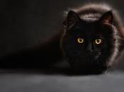 gatos Peste Negra