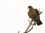 Paloma picazuró (Picazuro Pigeon) Patagioenas picazuro
