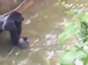 Video: Matan gorila para salvar niño Zoologico Texas