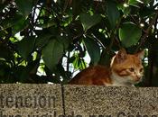 Estamos Agustito CXXII. segurata #funny