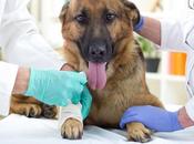 Cáncer Perros. Tipos, Síntomas Tratamientos