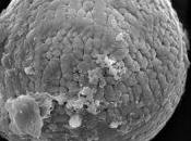 Micrometeoritos fósiles desmontan teorías sobre pasado Tierra