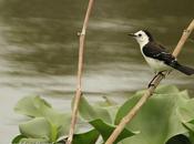 Viudita blanca (Pied water Tyrant) Fluvicola albiventer