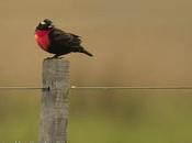 Pecho colorado (White-browed Blackbird) Sturnella superciliaris