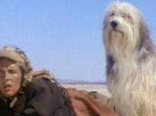 Apocalipsis nuclear dog, L.Q. Jones, 1975. EEUU)