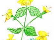 Flores Bach: Mimulus