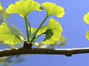 Ginkgo biloba