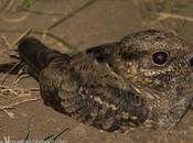 Atajacaminos tijera (Scissor-tailded Nightjar) Hydropsalis torquata