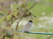 Curruca capirotada, mejor cantor