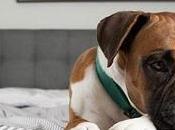 Depresión Perros: Todo Debes Saber!!