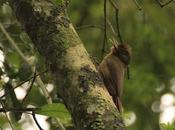 Arapasú (Plain-winged Woodcreper) Dendrocincla turdina