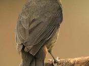 Pepitero gris (Grayish Saltator) Saltator coerulescens