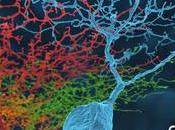 @Eye_Wire. Juega mientras contribuyes conocimiento cerebro #Neurociencia