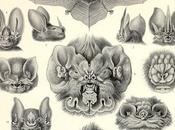 Chiroptera