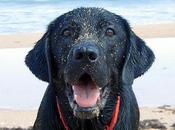 Consejos para playa perro