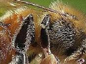 Preocupa disminucion poblacion abejas worried decline bees population.
