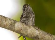 Carpinterito común (White-barred Piculet) Picumnus cirratus