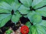 Ginseng contra cansancio