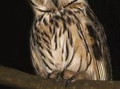 Lechuzón orejudo (Striped Owl) Pseudoscops clamator