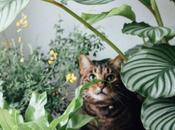 plantas prueba mascotas cómo mantenerles alejados ellas