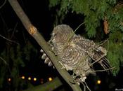 estrés ciudad acorta vida aves