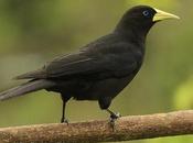 Boyero cacique (Red-rumped Cacique) Cacicus haemorrhous