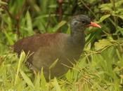 Tataupá común (Tataupa Tinamou) Crypturellus tataupa