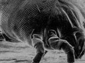 Combatir ácaros libros