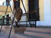 Ayuda para unos leones viejos!