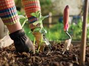 ¿Por cultivar huerto bueno para salud física mental?