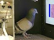ARTÍCULO: inteligencia palomas