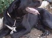 urgente!!!! gordo cruce labrador.lleva atado patio.(córdoba)