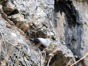 Treparriscos-tichoroma muraria-wallcreeper