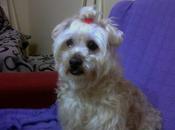 Bony busca hogar