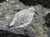 Correlimos gordo-calidris canutus-read knot