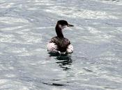 Somormujo cuellirojo-podiceps grisegena-red necked grebe