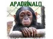 ¡Somos CHIMPAMIG@S!