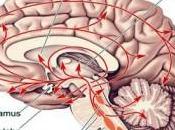 serotonina. para sirve