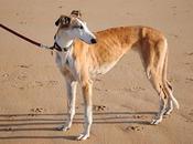 Izas.Galga necesita Familia