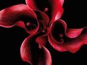 Suzy McKee Charnas tapiz Vampiro