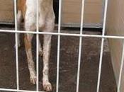 Podenco perrera Movera, sacrificio inminente.