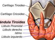 Hormona tiroidea indicamos tomarla ¿por mañana noche?. [Arch Intern Med. 2010]